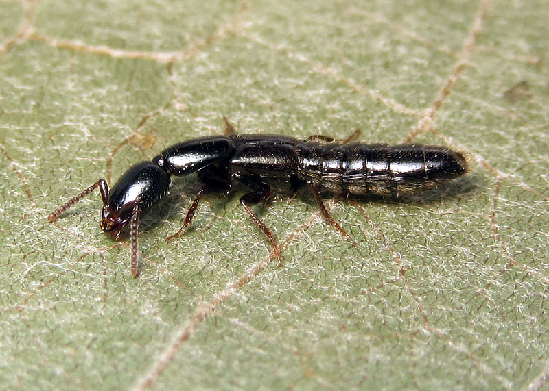 Staphylinidae: Xantholinus sp. (X. linearis o X. longiventris)